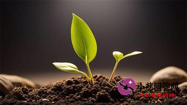 网贷几年没还了怎么办后果及解决方法